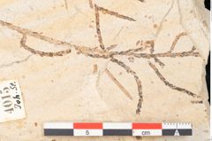 Foto (Detailansicht) von Myrica lignitum Unger (NHMW-GEO-2024-0188-4015)